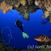 grouper_nassau_rg_lc_h_0468_cay0472.jpg